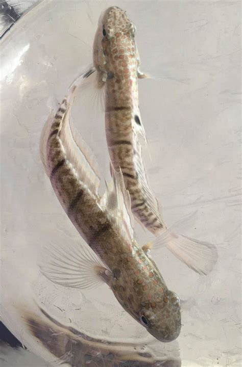 Banded Sleeper Goby Pair