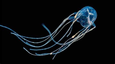 Самая ядовитая медуза в мире Chironex Fleckeri Pwosu