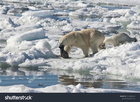 969 Polar Bears Hunting Seals 이미지 스톡 사진 및 벡터 Shutterstock