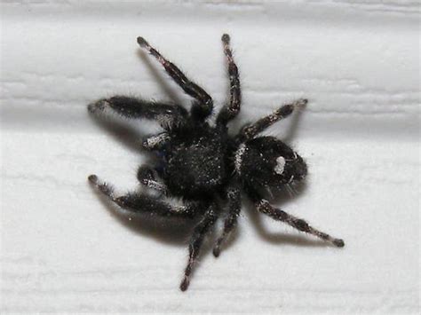 Yesterday, i was listening to music in my grand am and texting and there was a black and white spider the size of a dime that came from the door somewhere and went behind my steering wheel column and i wanna know what kind it is an if its poisonous because i didn't kill it it was moving really fast. Need ID on "mini-tarantula" - Phidippus audax - BugGuide.Net