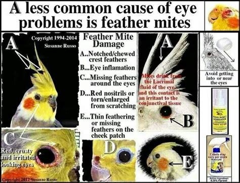 How do indoor birds get mites? How To Know If Your Bird Has Mites