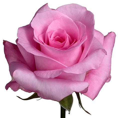 Roses Light Pink Nena