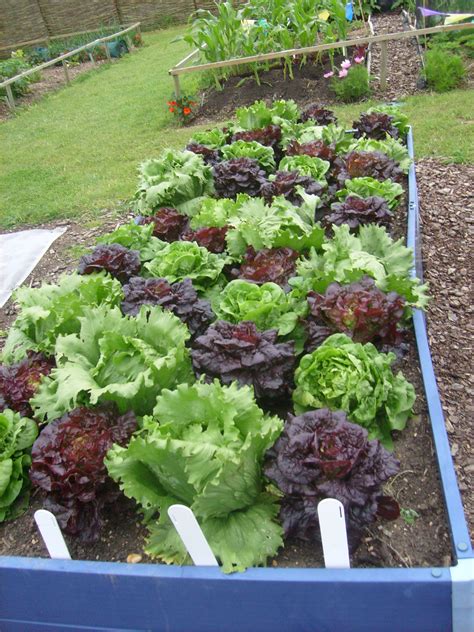 Filelettuces In Hyde Hall Vegetable Garden Wikimedia Commons