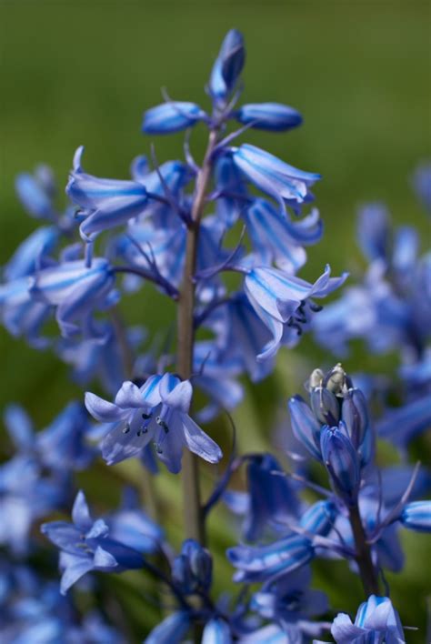 Growing Bluebells Hyacinthoides Thriftyfun