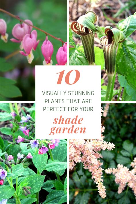 For quality flower arrangements and gifts in belleville, order from live, love and laugh flowers, antiques and gifts! 10 Shade-Loving Plants for Your Garden | Dengarden