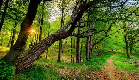 Path Sun Trees Rays Forest Green Viewes Beautiful Views
