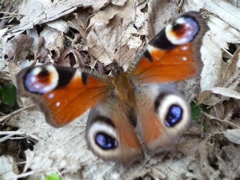 Peacock butterfly amongst leaves. | Peacock butterfly, Butterfly photos, Butterfly