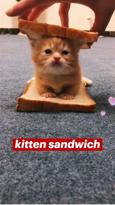 Your Kitten Sandwich Has Arrived Pinterest
