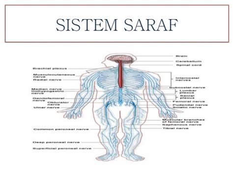 Sistem Organ Saraf Homecare24