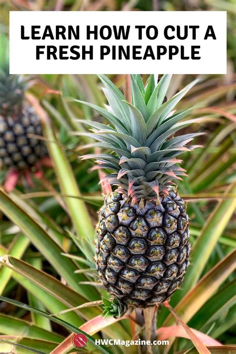 How To Cut A Fresh Pineapple Healthy World Cuisine