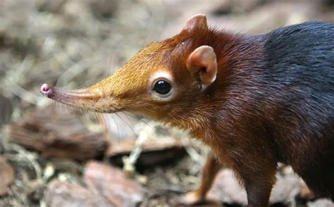 Top 12 Weirdest Noses In Animal Kingdom Petsfoto