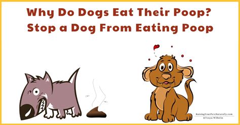 Why Dogs Eat Other Dogs Poop How To Stop