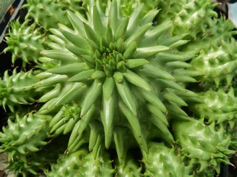 How much/many milk do you drink? Euphorbia susannae - Suzanne's Spurge | World of Succulents