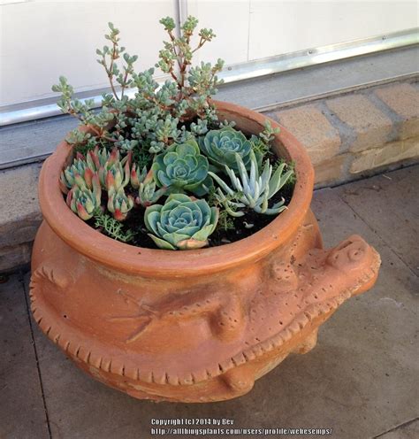 It's totally fine to still use. Cactus and Succulents forum→which succulents are good ...