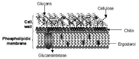 Plant cell wall is mainly composed of cellulose. Schematic drawing of fungi and yeasts cell wall. It is ...