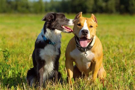 Border Pit Border Collie And Pitbull Mix Info Pictures Facts Faqs And More