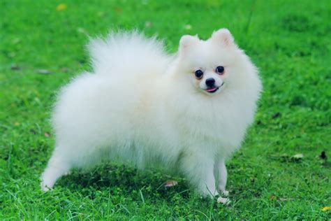 Pomeranian Puppies Rescue Pictures Information Temperament Characteristics Animals Breeds