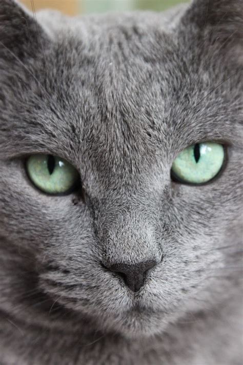 Pretty Green Eyes On A Pretty Gray Cat Beautiful Cats Pretty Cats
