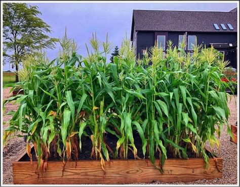 Growing Corn Hack And Tips In 2021 Growing Corn Growing Sweet Corn