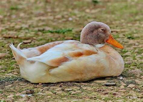 Sleepy Duck Buff Duck Salem Or Canonshot1012 Flickr