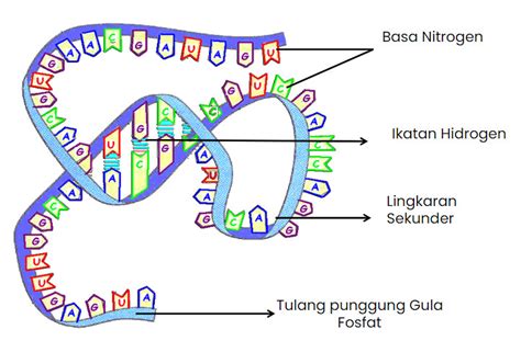 Buatlah Tabel Perbedaan Dna Dan Rna Macam Macam Perbedaan Dna Dan Rna