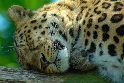 Bakgrundsbilder Leopard Vilda Djur Och Växter Terrestrial Animal