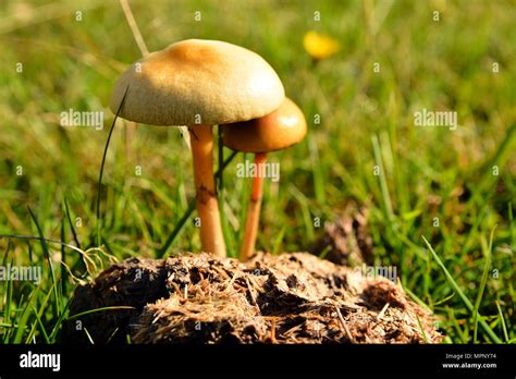 Protostropharia Semiglobata Mushroom Known As The Dung Roundhead Or The