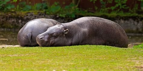 The 20 Cutest Wild Animals On Earth | Business Insider