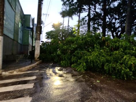 Rvore Cai E Bloqueia Trecho De Avenida Em Lafaiete Lafaiete Agora