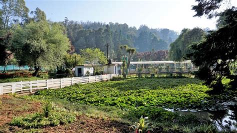 Belos Jardins Botânicos Do Governo Em Ooty Tamilnadu índia Lugar Cênico