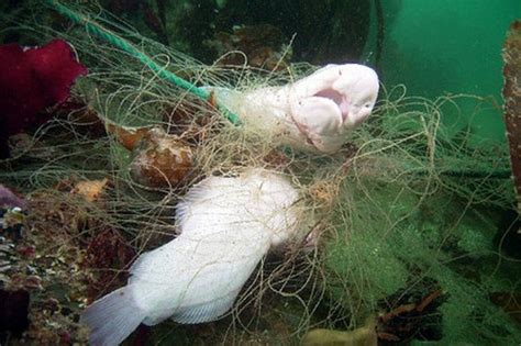 Divers Who Clear Ghost Nets From Devon Waters May Face Government Fee