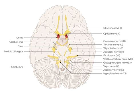 The Structure Of The Human Brain With Labels On Each Side And Labeled Areas Labelled In Yellow