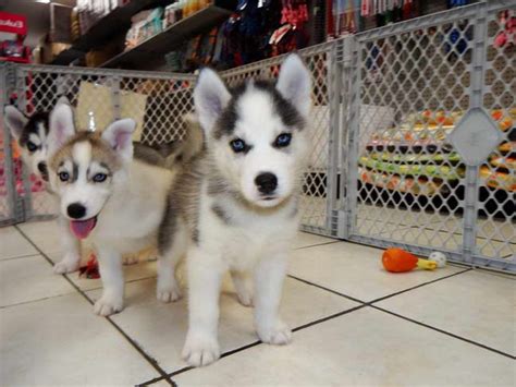 Check spelling or type a new query. Free Husky Puppies Craigslist | PETSIDI