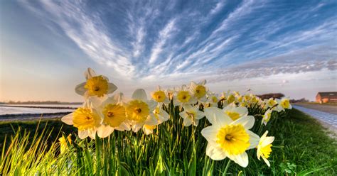 Free Download Download Narcissus Flowers Near River Wallpaper