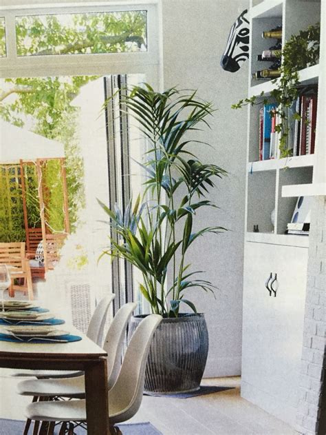 Put Large Houseplant In Oversized Statement Pot Living Room Plants