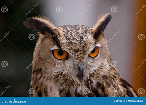Old Owl Stock Image Image Of Hoot Closeup Feather Facing 8590819