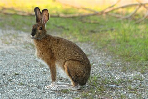 The Meaning And Symbolism Of The Word Hare