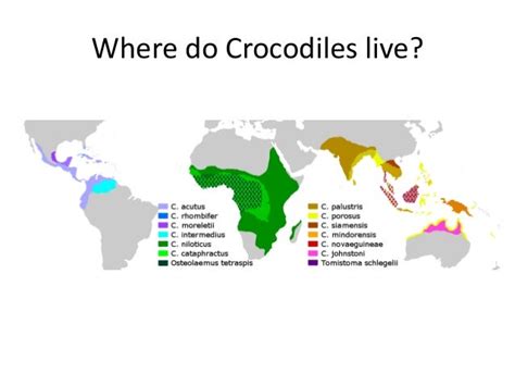 Crocodiles