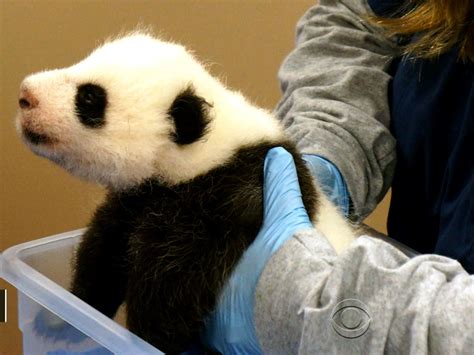 Panda Diplomacy Cub Shows Cooperation Between China Us Cbs News