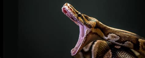 Pythons Can Swallow Almost Anything A New Study Shows How Sciencealert