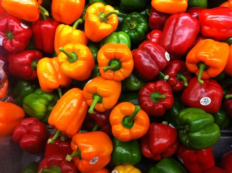 Capsicum Farming Colored Bell Pepper Cultivation Tips Agri Farming