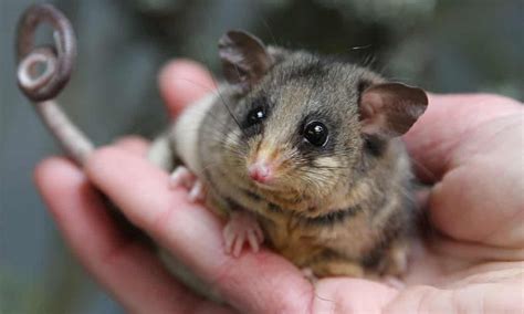 A New Home Could Save The Mountain Pygmy Possum From Global Heating