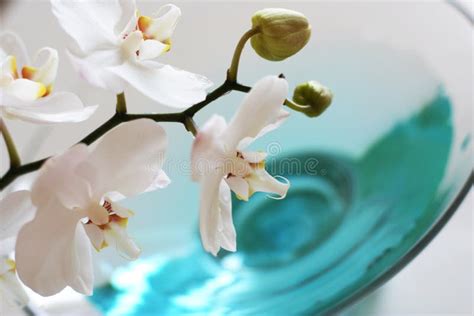 Orchidee Over Blauw Water Stock Afbeelding Image Of Ampul 6659815