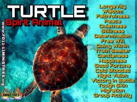 Turtle Spirit Animal And Dream Meanings Fd11