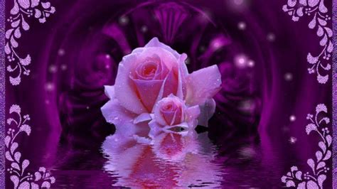 Purple Rose Beautiful Pictures Photo 19401691 Fanpop