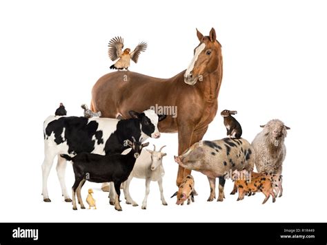 Group Of Farm Animals Stock Photo Alamy