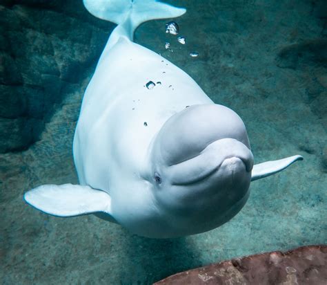 Baby On Board Beluga Whale Expecting Calf At Georgia Aquarium