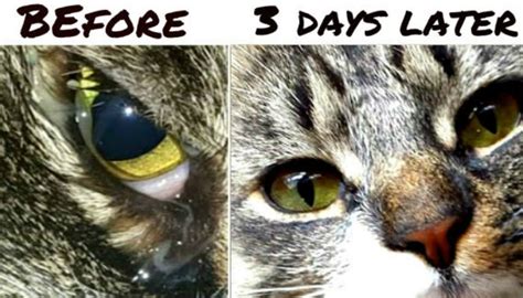 How I Cleared My Cats Eye Infection With Colloidal Silver No Vet