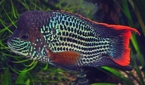 Everything You Need To Know About Green Terror Cichlids