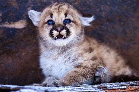 North American Wildlife Jim Zuckerman Photography And Photo Tours